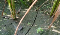 ঘন ঘন লোডশেডিং॥ পানির অভাবে ধানখেতে ফাটল