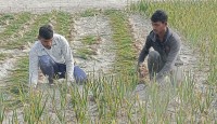 ভালো দামে খুশি তিস্তার চরের পেঁয়াজ চাষিরা