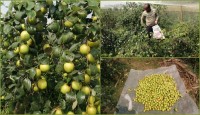 শিবচরে বরই চাষে স্কুলশিক্ষকের সাফল্য