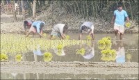 ৮ দিন ধরে কুড়িগ্রামে বইছে মৃদু শৈত্যপ্রবাহ