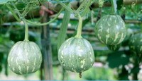 জনপ্রিয়তা পাচ্ছে বিষমুক্ত সবজি চাষ