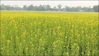 সরিষার ফলন নিয়ে শঙ্কা ঠাকুরগাঁওয়ে