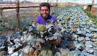 ব্রকলি চাষে ২ লাখ টাকা লাভের আশা কালামের