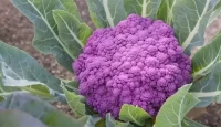 বেগুনি ফুলকপি চাষে লাভবান কৃষক
