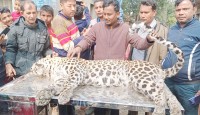 পঞ্চগড় সীমান্তে ভারত থেকে আসা মৃত একটি বাঘ উদ্ধার