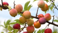 ৫ লাখ খরচে ৬ লাখ টাকার কুল বিক্রি