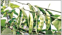 শিমের বাম্পার ফলনে কৃষকের মুখে হাসি
